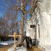 Фото Сергей Шишкин, Вековая береза на месте захоронений