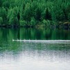 Фото Михаил Скрипкин, Лебеди на скалах. Петроглифы Онежского озера / Пейзаж с семью лебедями