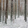 Фото Михаил Скрипкин, Сокровища Деда Мороза / Первый снег