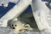 Путешествие к новорожденным тюленям