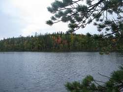 Опубликована новая редакция Лесохозяйственного регламента Соловецкого лесничества