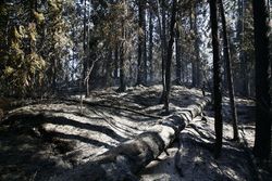 Фото Валерий Гречихин, На Соловках введен режим ЧС 