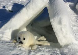 Путешествие к новорожденным тюленям
